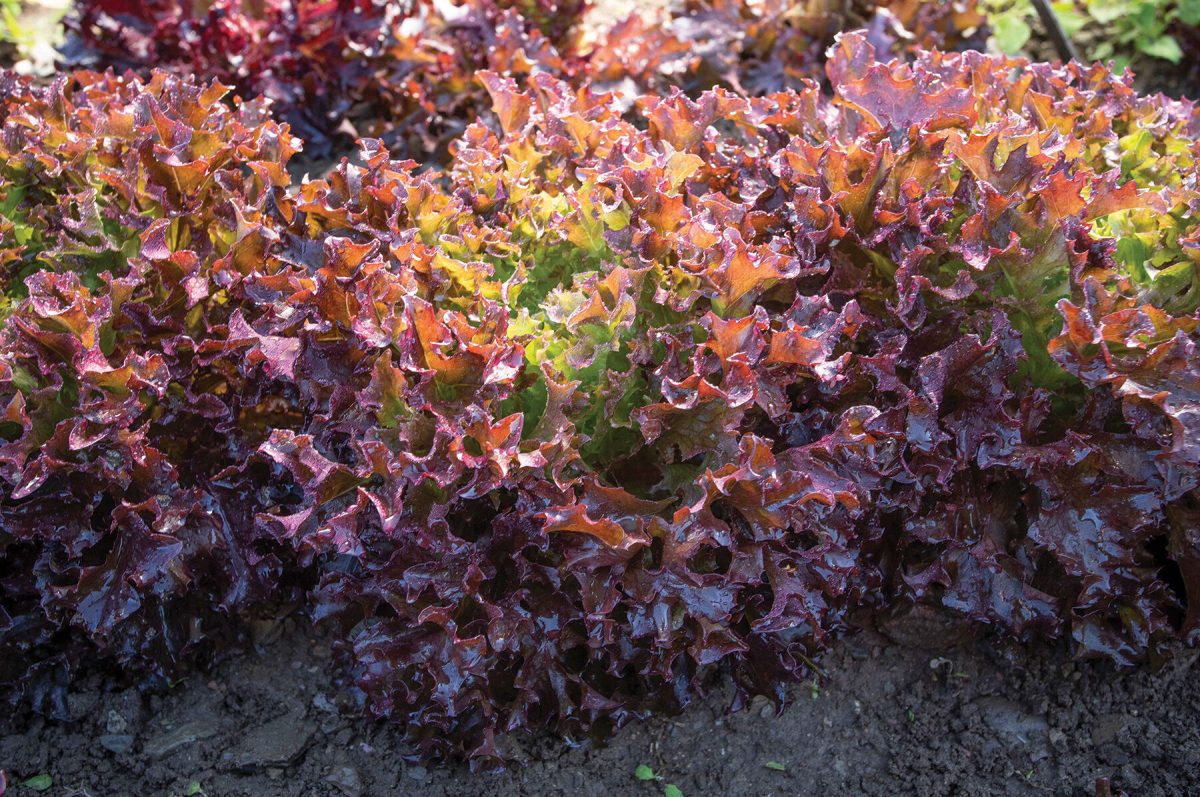 Ezflor - Organic Lettuce Seed - Image 2