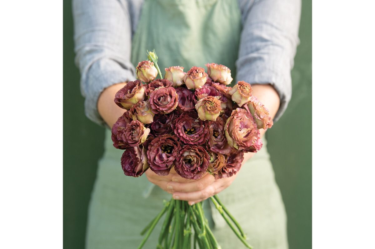 Rosanne 3 Brown - (F1) Lisianthus Seed