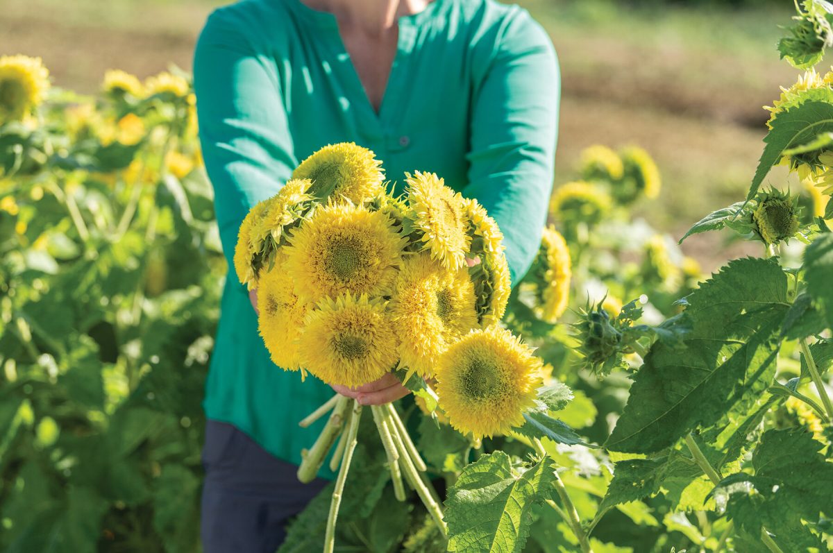 Gummy Bear - Sunflower Seed - Image 2