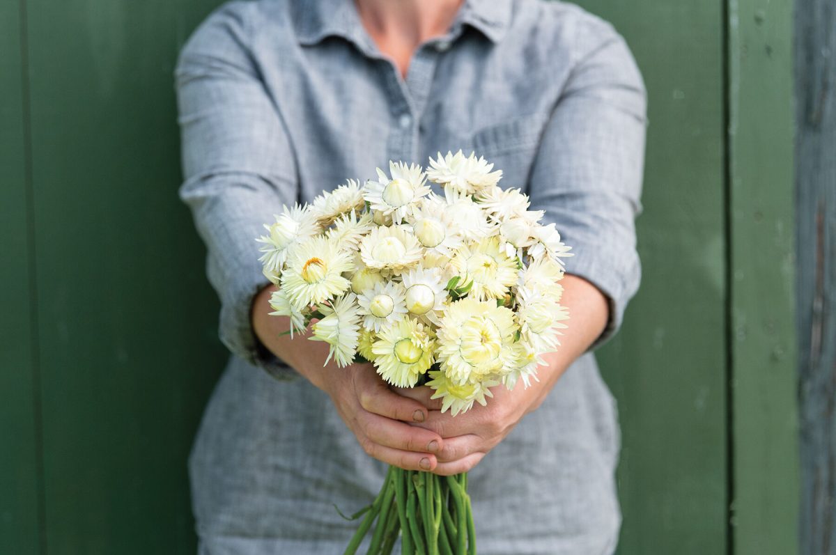 Creamy White - Strawflower Seed