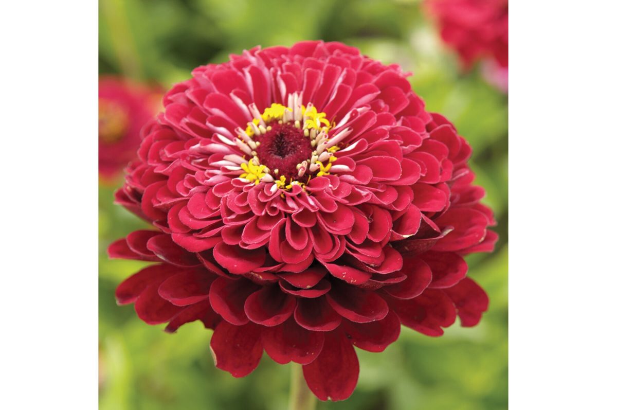 Giant Dahlia Flowered Deep Red - Zinnia Seed