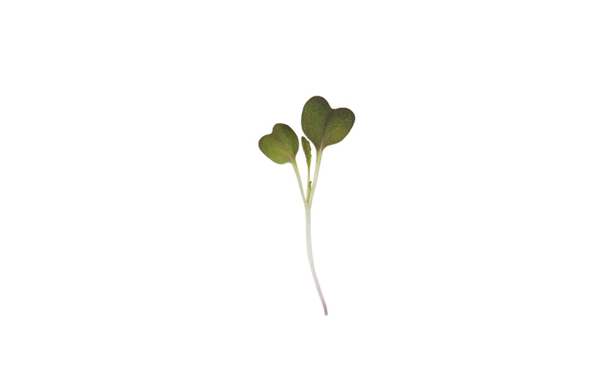 Mizuna, Red Flash - (F1) Microgreen Seed