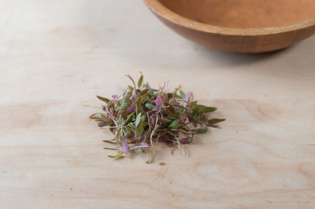 Amaranth, Bicolor - Microgreen Seed