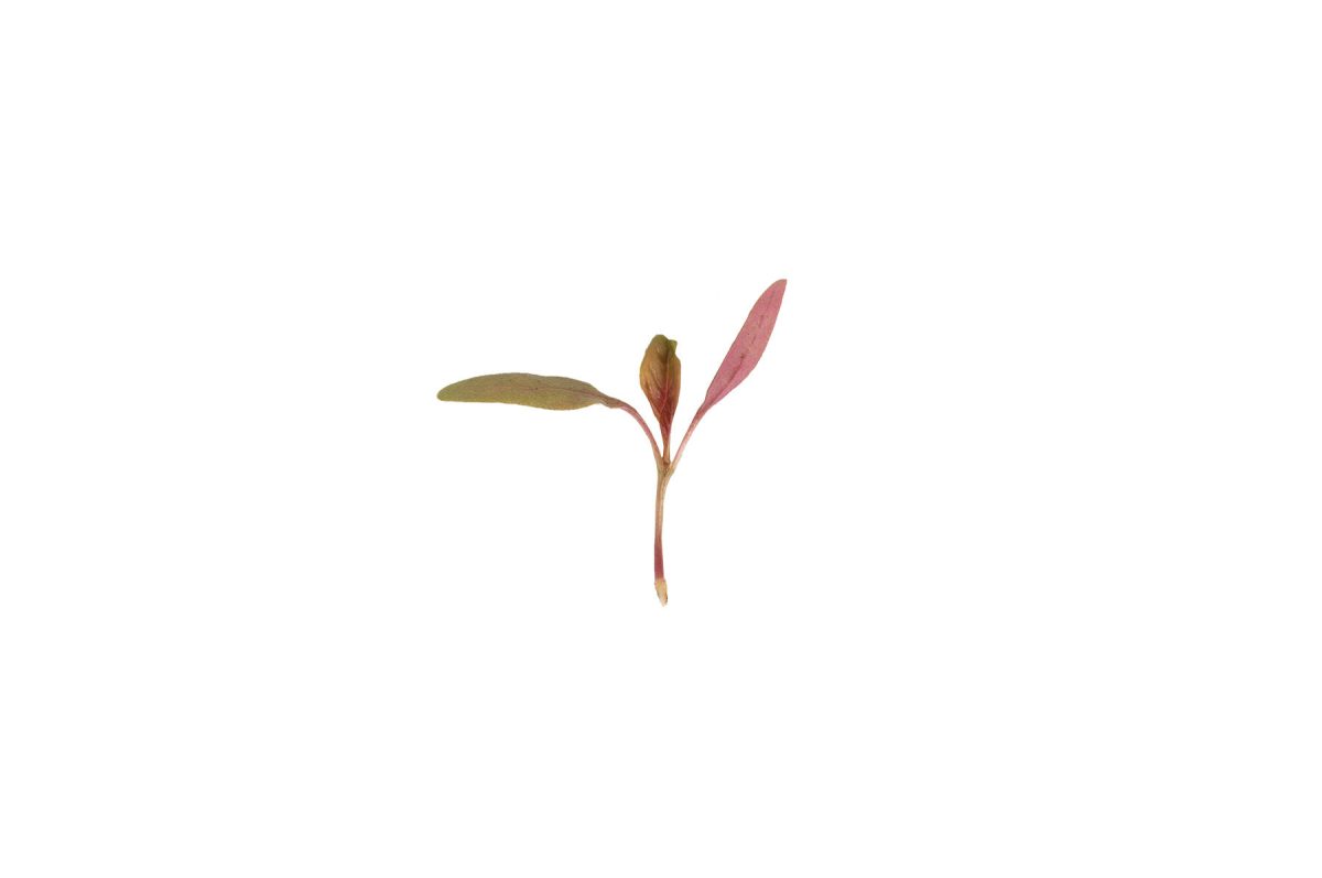 Amaranth, Bicolor - Microgreen Seed - Image 2