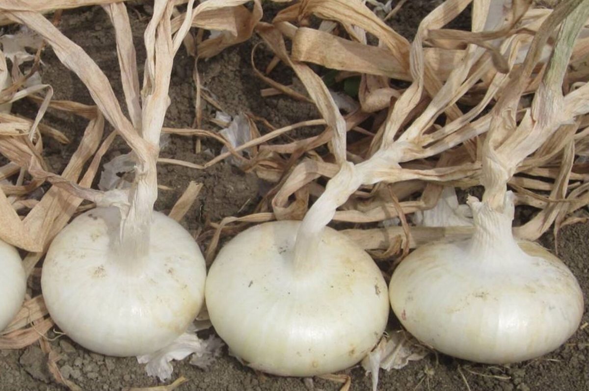 Meryt - (F1) Onion Seed