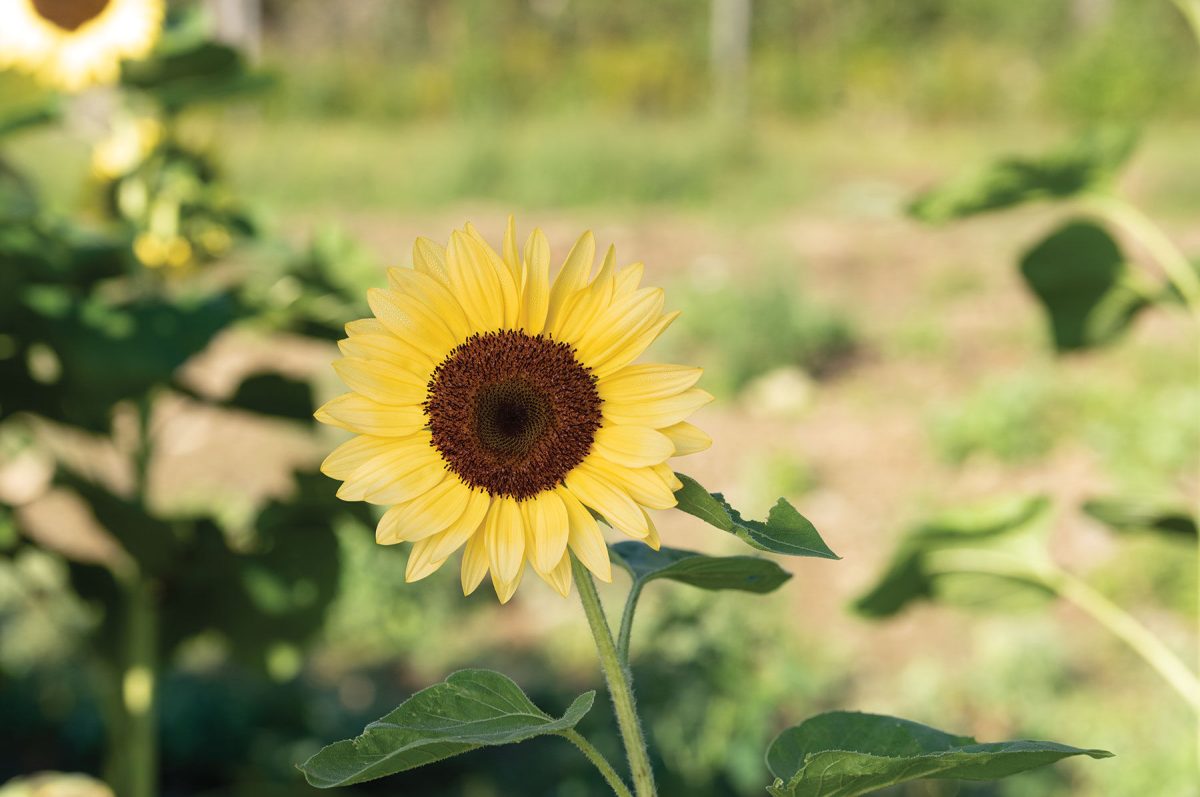 ProCut? Peach - (F1) Sunflower Seed - Image 2