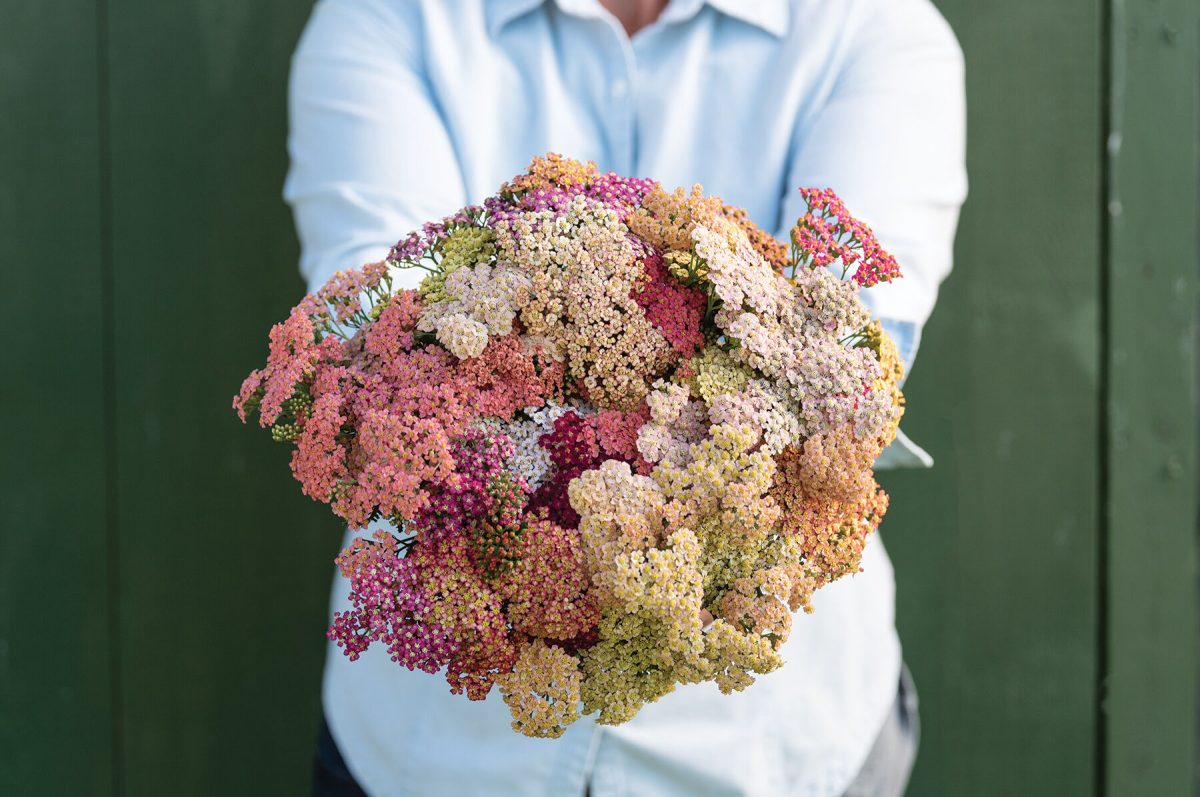 Summer? Pastels - Yarrow Seed