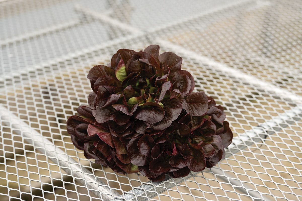 Salanova? Hydroponic Red Butter - Lettuce Seed