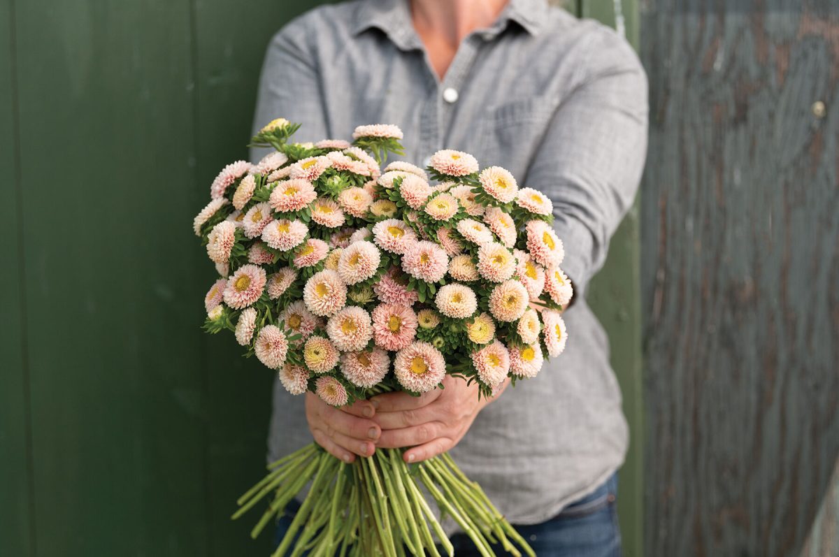 Matsumoto Apricot - Film-Coated China Aster Seed