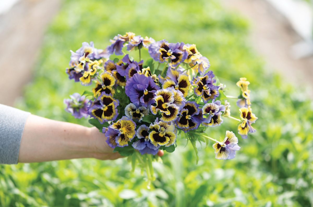 Frizzle Sizzle Yellow-Blue Swirl - Viola Seed