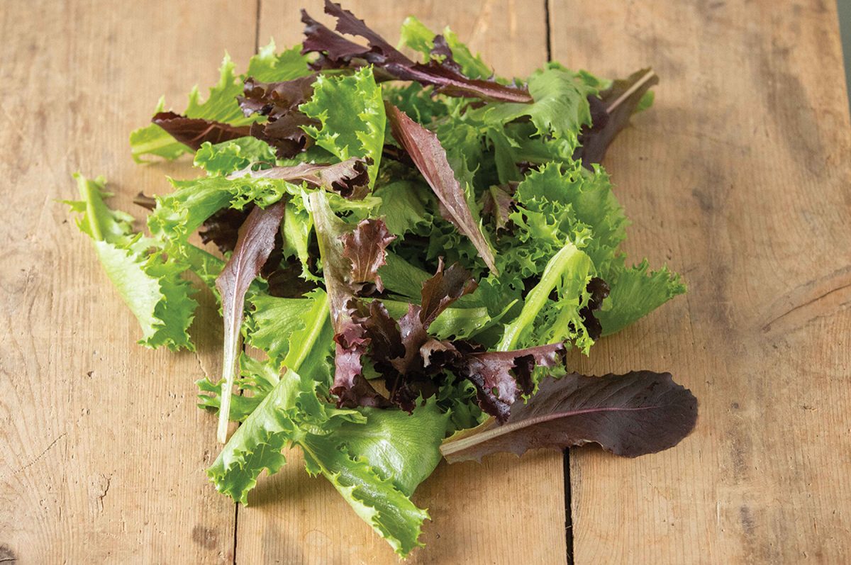 Starstruck Lettuce Mix - Vegetable Seed