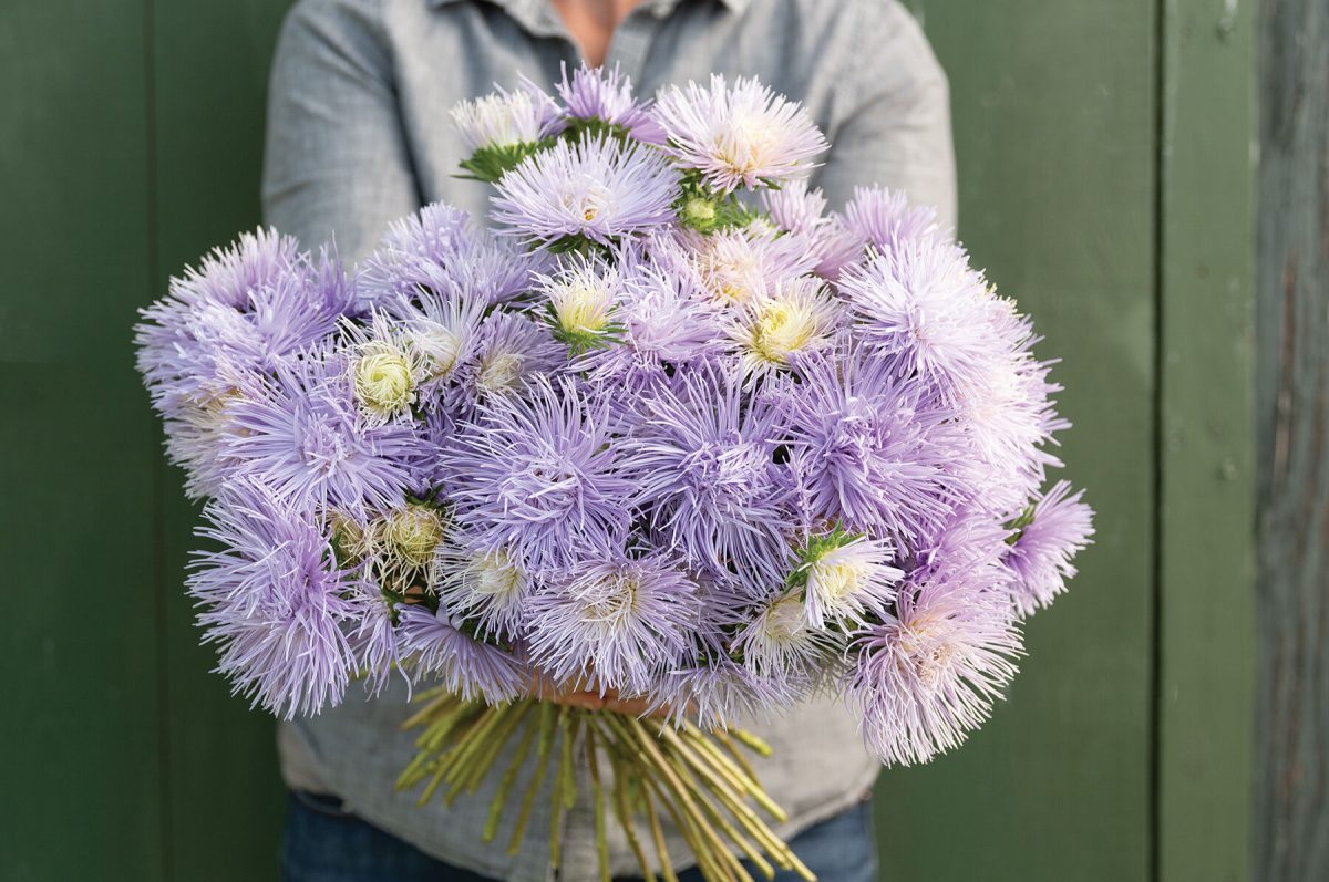 Hazaster Hagan Light Blue - China Aster Seed