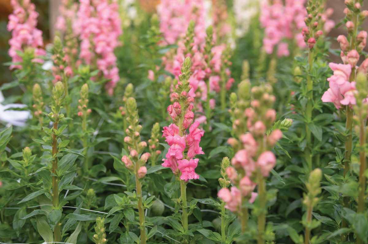 Potomac Dark Pink - (F1) Snapdragon Seed