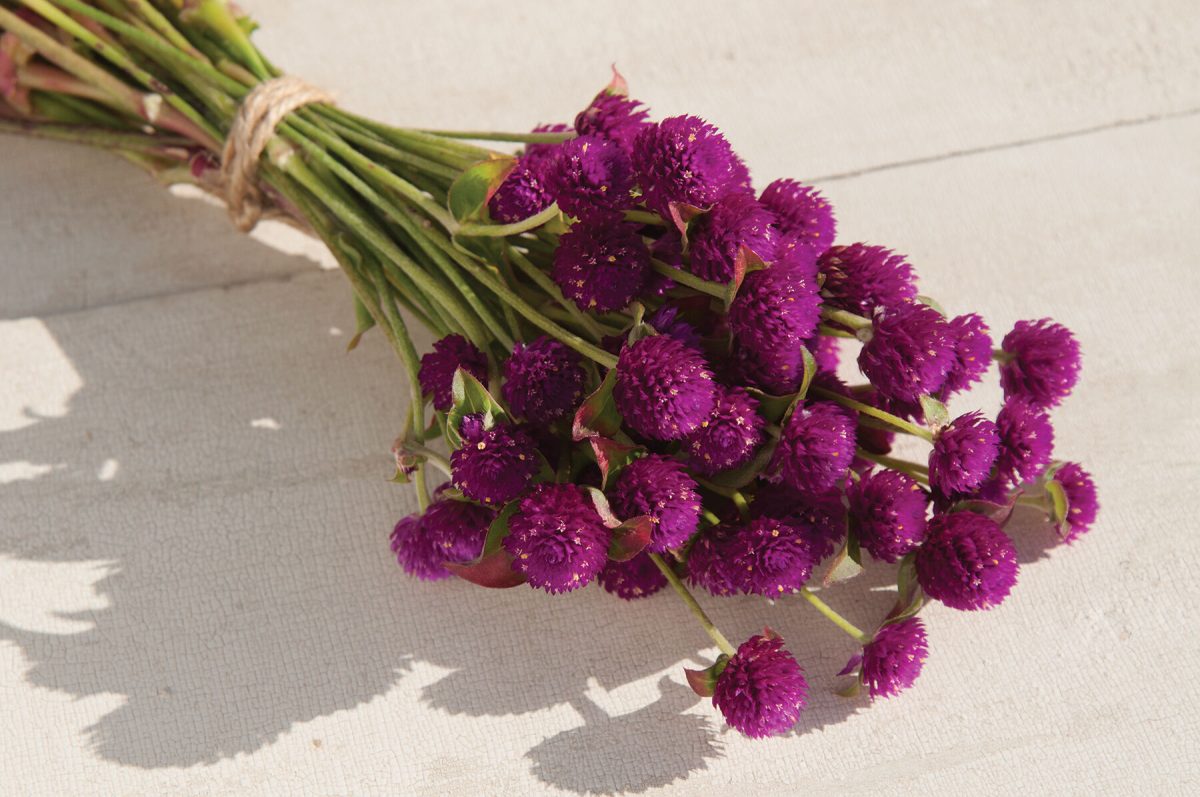 Audray Purple-Red - Gomphrena Seed