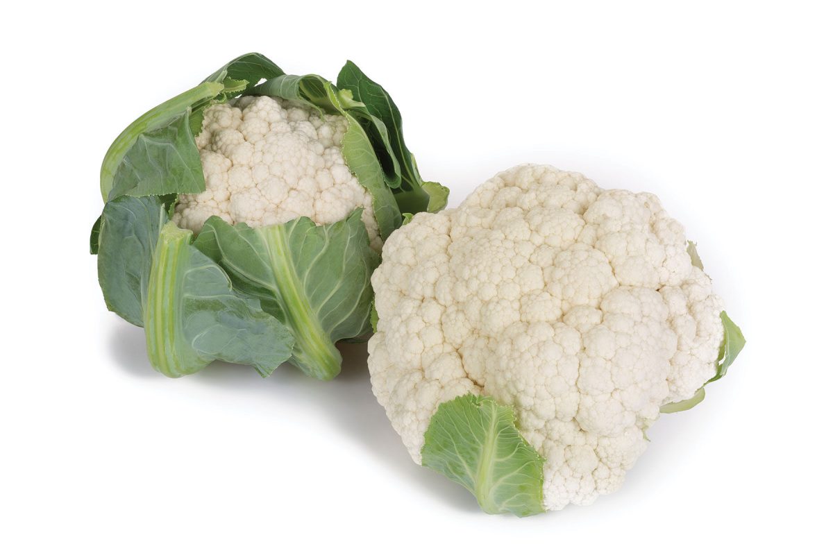 Paxton - (F1) Cauliflower Seed