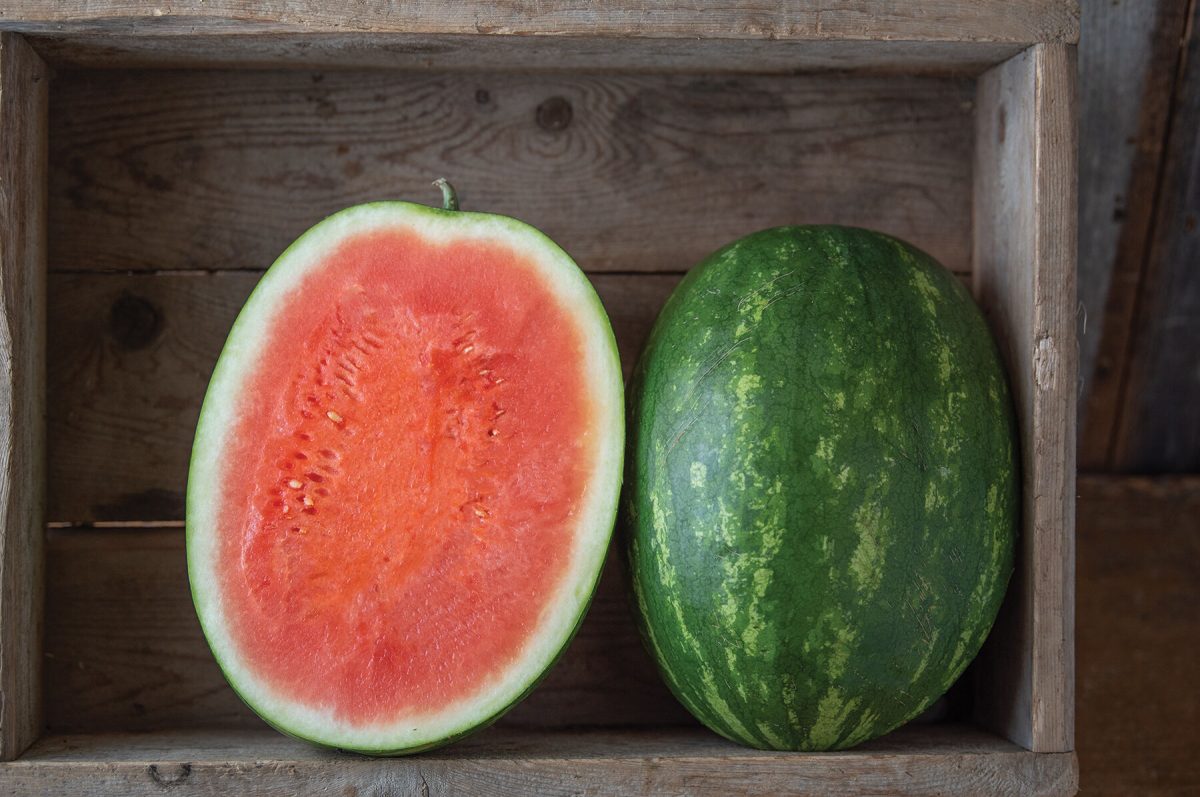 Red Amber - Organic Seedless Watermelon Seeds