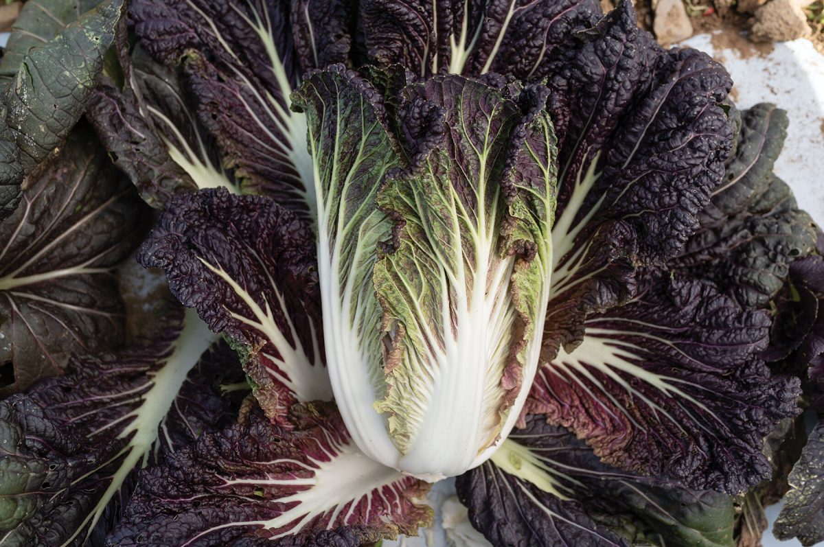 Miss Hong - Red Chinese Cabbage Seeds