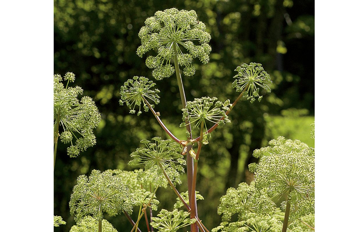 Angelica - Organic Herb Seed