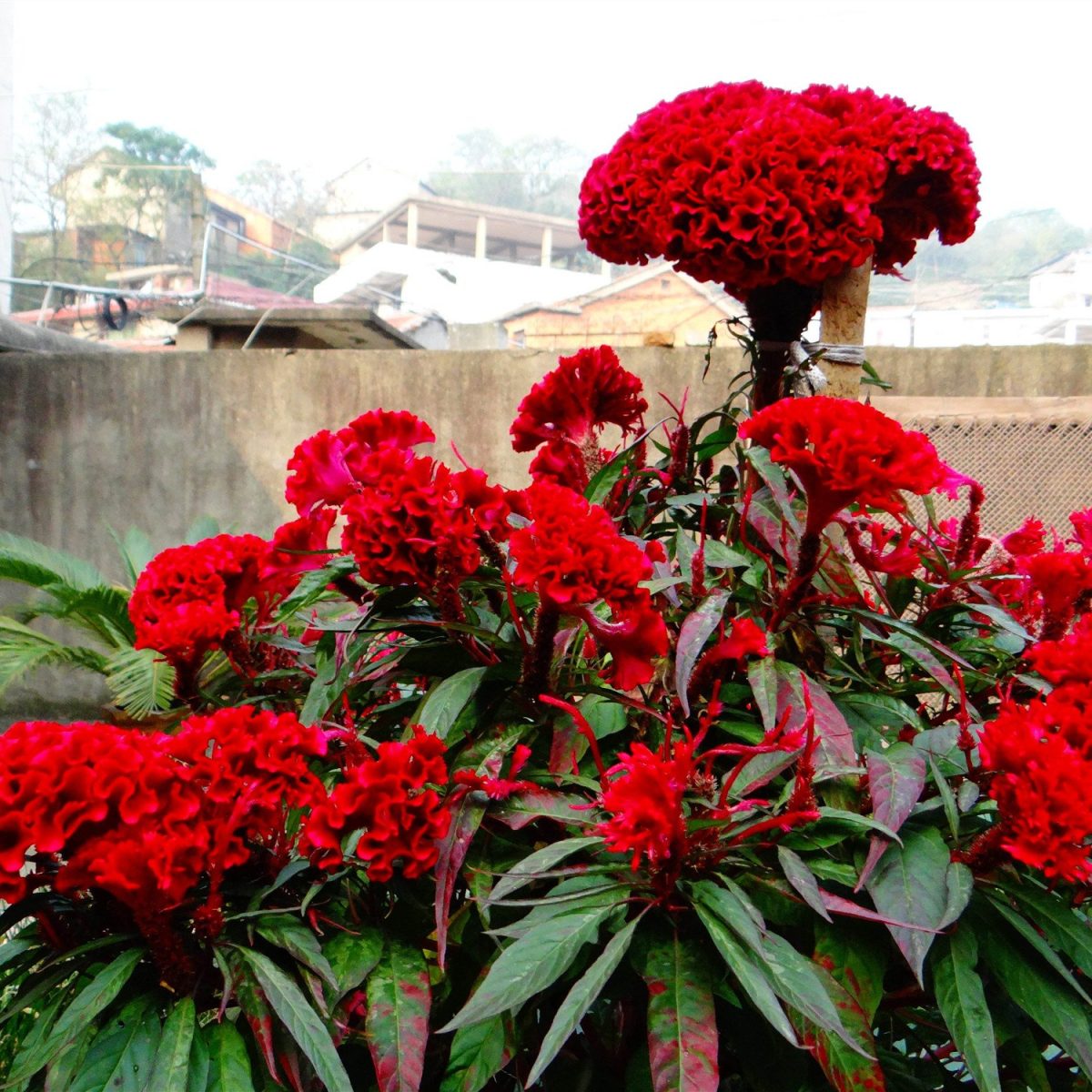 Celosia Chief Scarlet Organic Seeds - Image 2