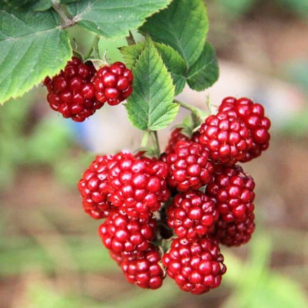 Giant Red Raspberry Seeds, Garden Fruit Plant - SD96218 - $3.30 - SeedsDay