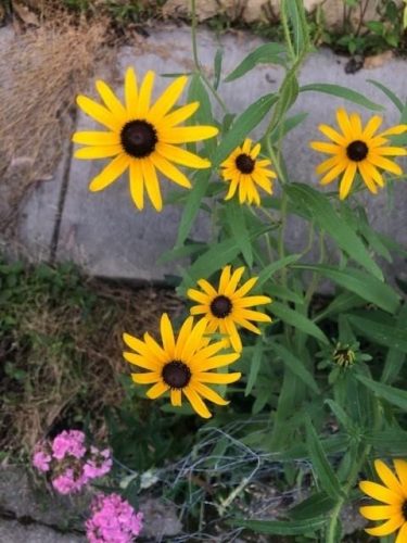 Indian Summer - Rudbeckia Seed photo review