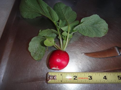 Crunchy King - (F1) Radish Seed photo review