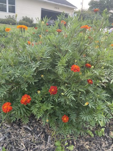 Durango Outback Mix - Marigold Seed photo review