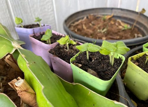 Clemson Spineless - Organic Okra Seed photo review