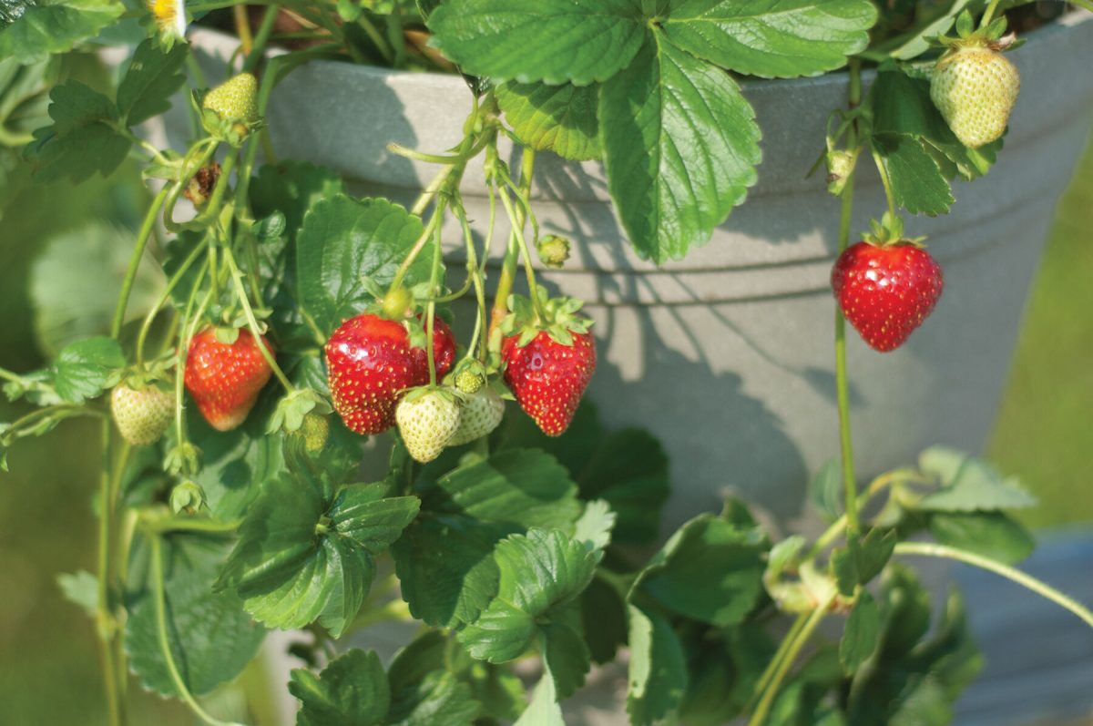 Seascape - Strawberry Plants Seeds