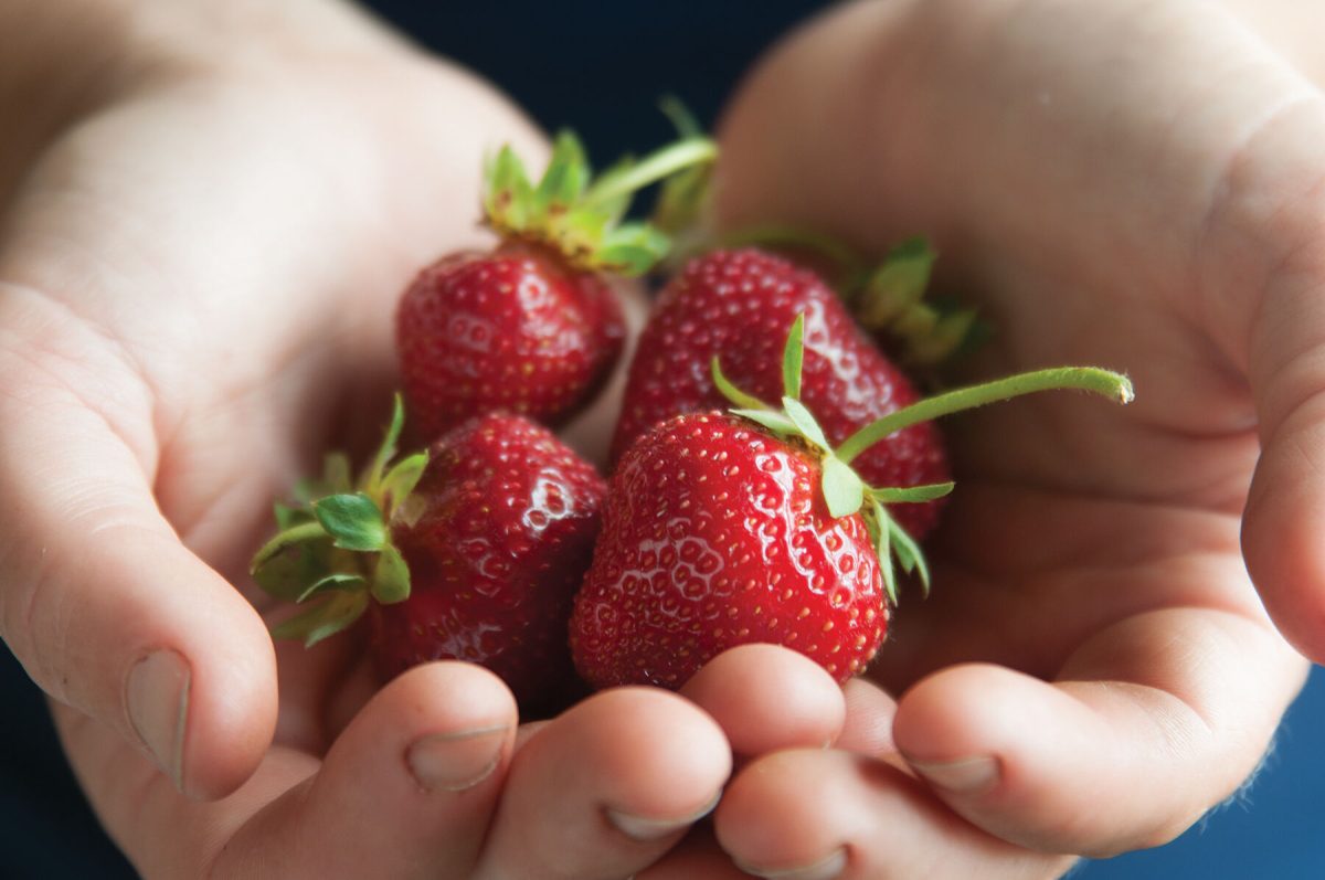 Seascape - Strawberry Plants Seeds - Image 2