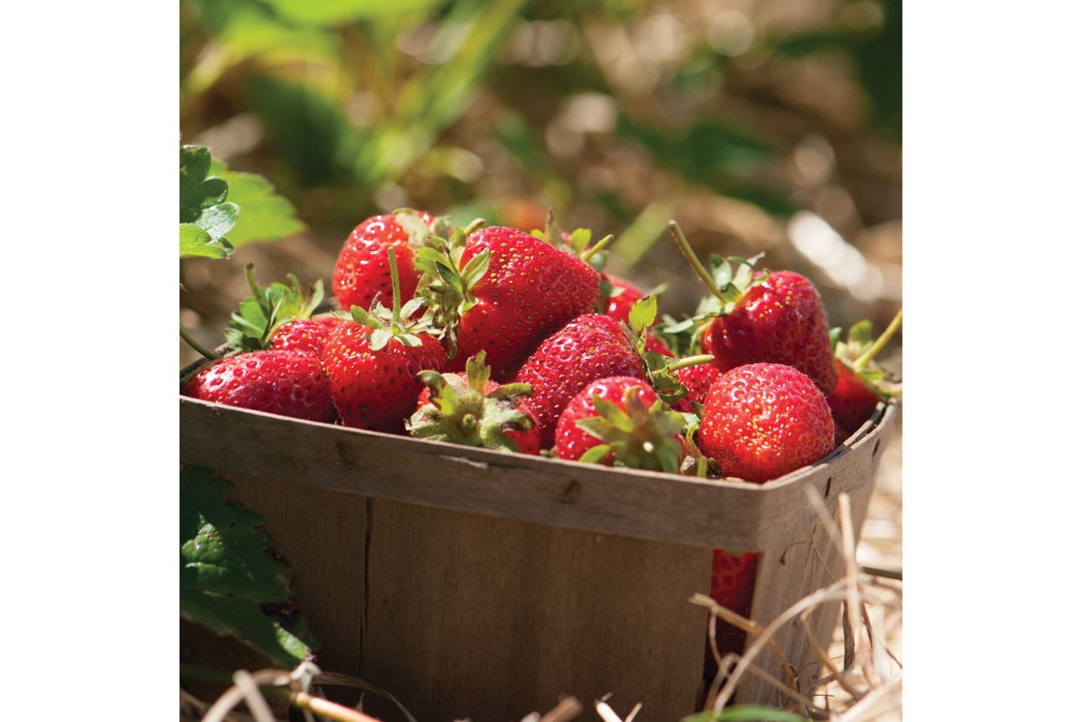 Strawberry Seeds Collection