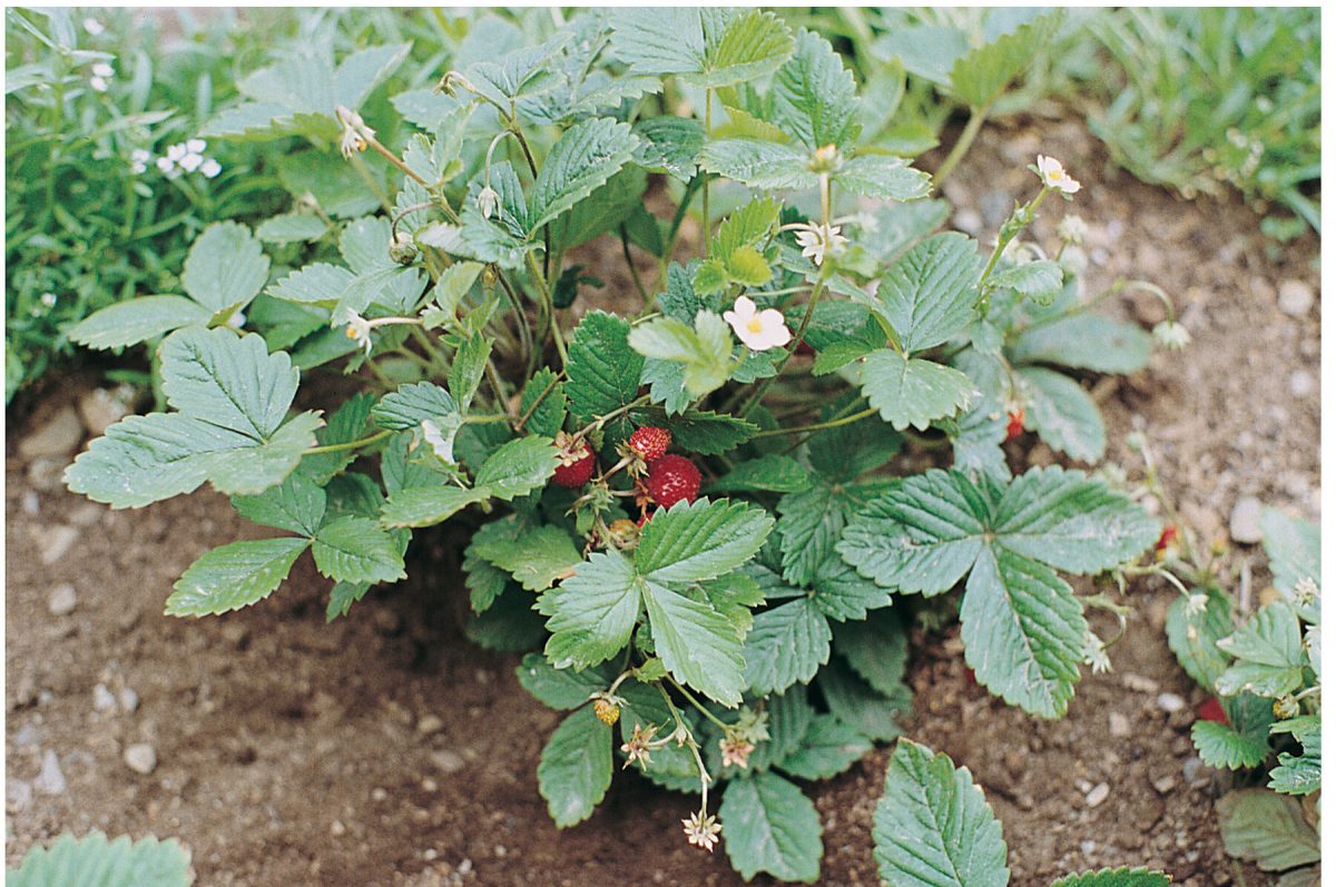 Alexandria - Alpine Strawberry Seeds