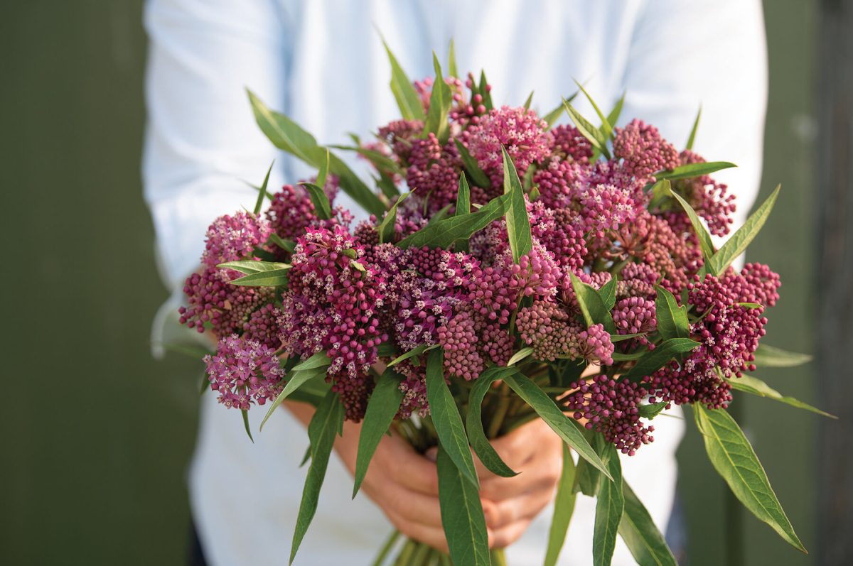 Swamp Milkweed - Asclepias Seed