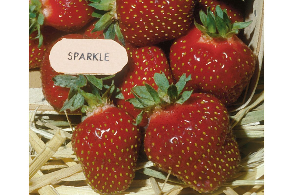 Sparkle - Strawberry Seed