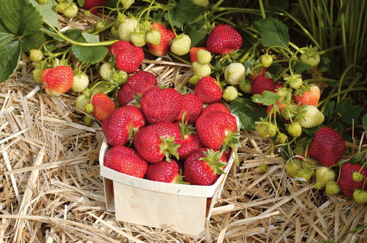 Honeoye - Strawberry Plants Seed