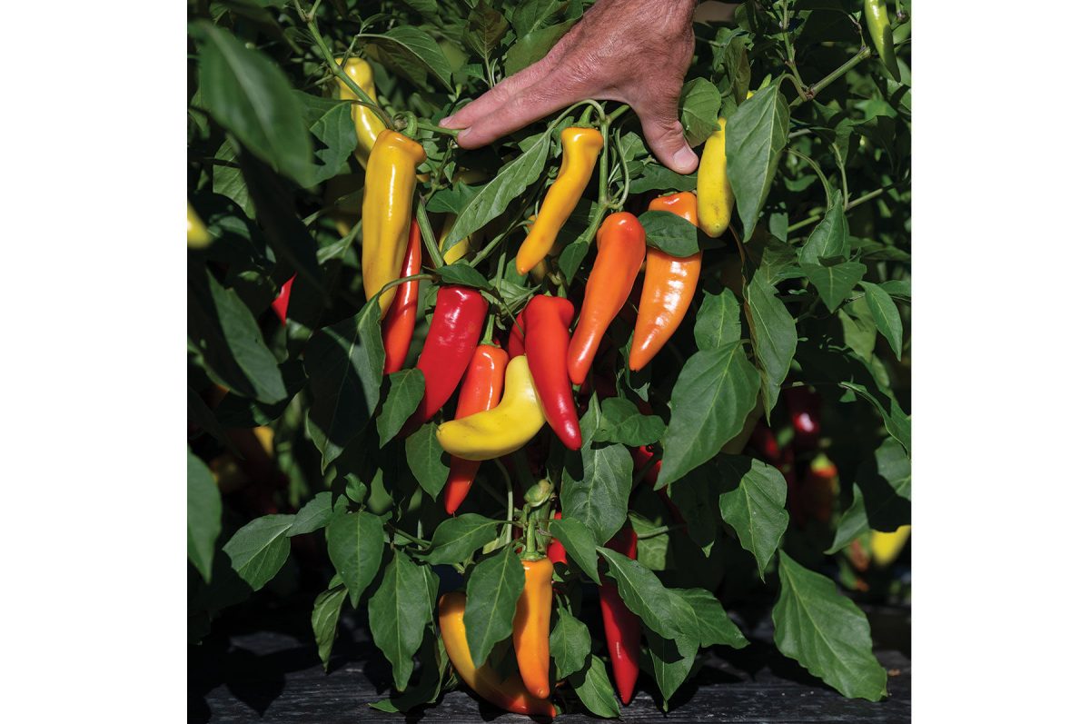 Hungarian Hot Wax Organic Pepper Seeds - Image 3