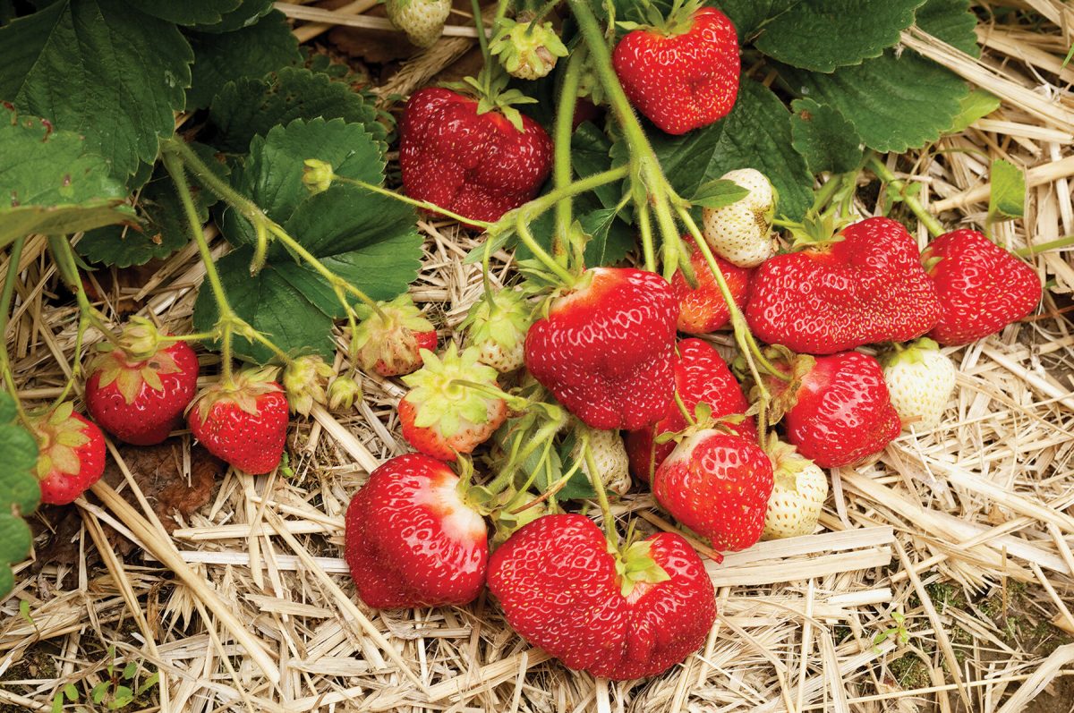 AC Valley Sunset - Strawberry Plants Seed