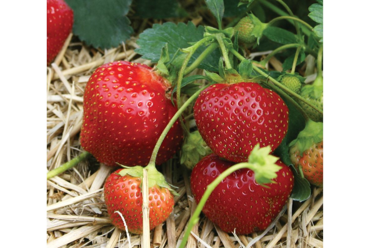 Galletta - Strawberry Seed Plants