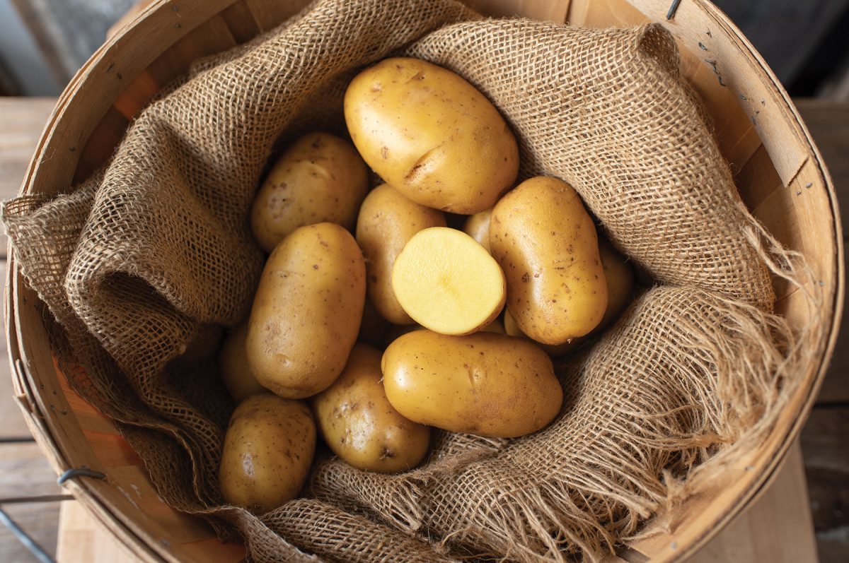 Natascha - Seed Potatoes - Image 2