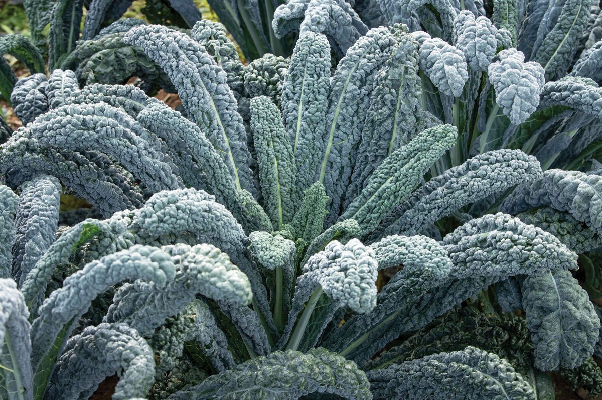 Black Magic Organic Lacinato Kale Seeds