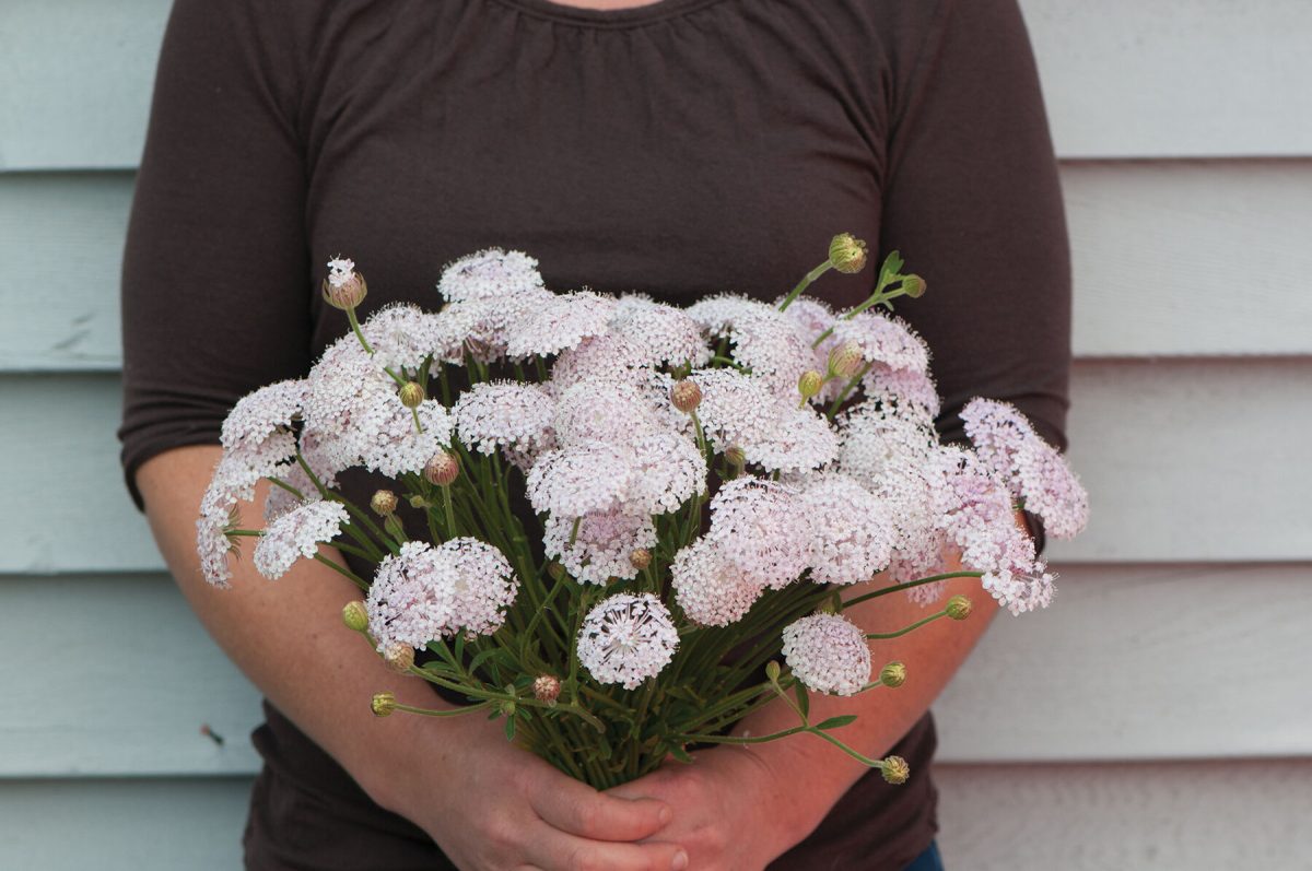 Lacy Pink - Organic Didiscus Seed