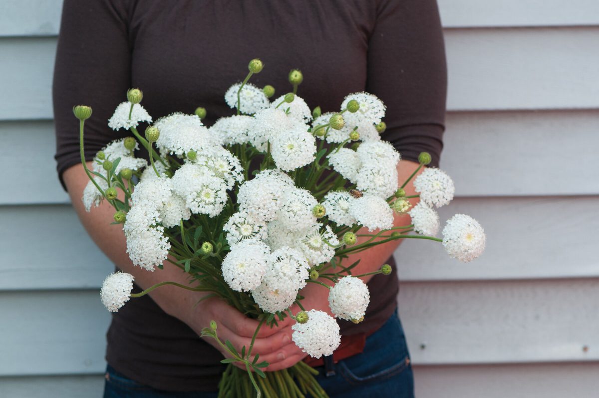 Lacy White - Organic Didiscus Seed