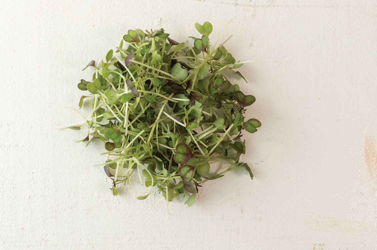 Kale, KX-1 - Organic Microgreen Seed - Image 2