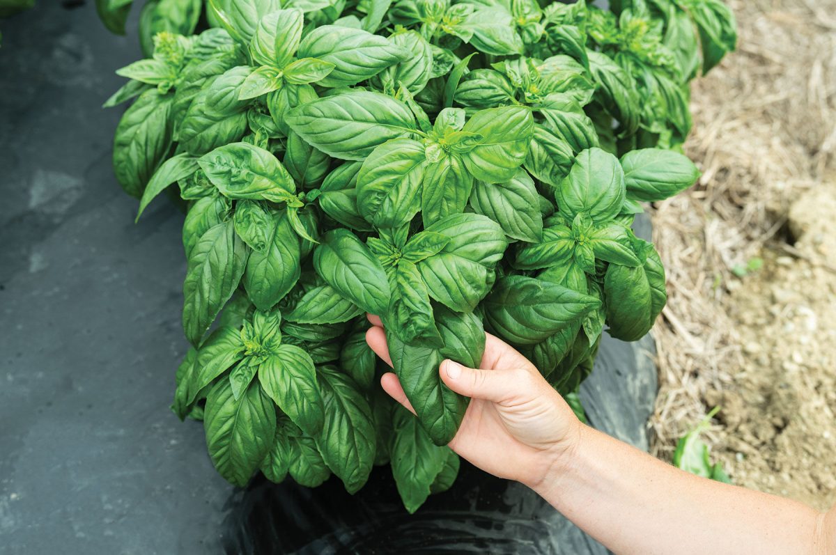 Prospera Compact DMR (PL4) - Organic Pelleted (F1) Basil Seed