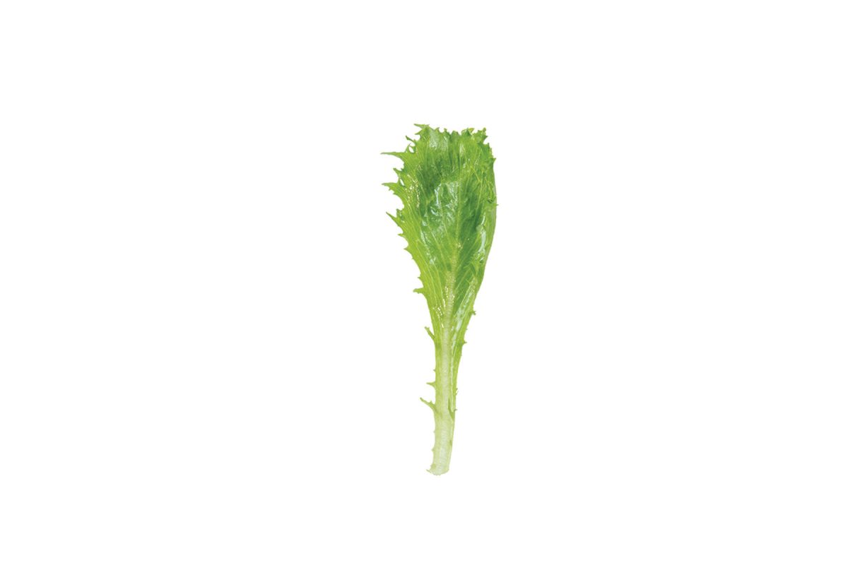 Riptide - Organic Lettuce Seed