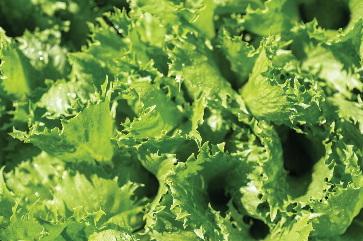 Riptide - Organic Lettuce Seed - Image 2