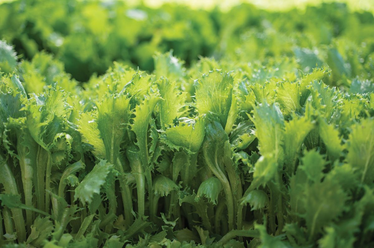 Riptide - Organic Lettuce Seed - Image 3