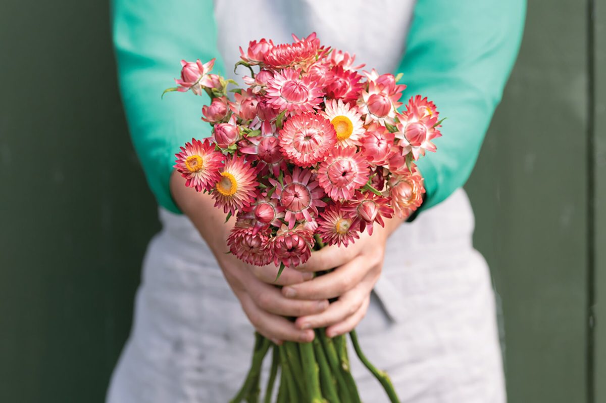 King Size Raspberry Rose - Strawflower Seed