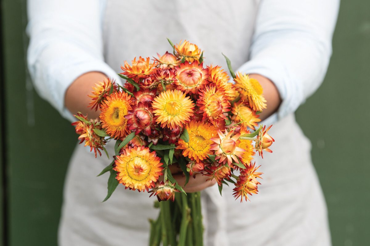 King Size Orange - Strawflower Seed