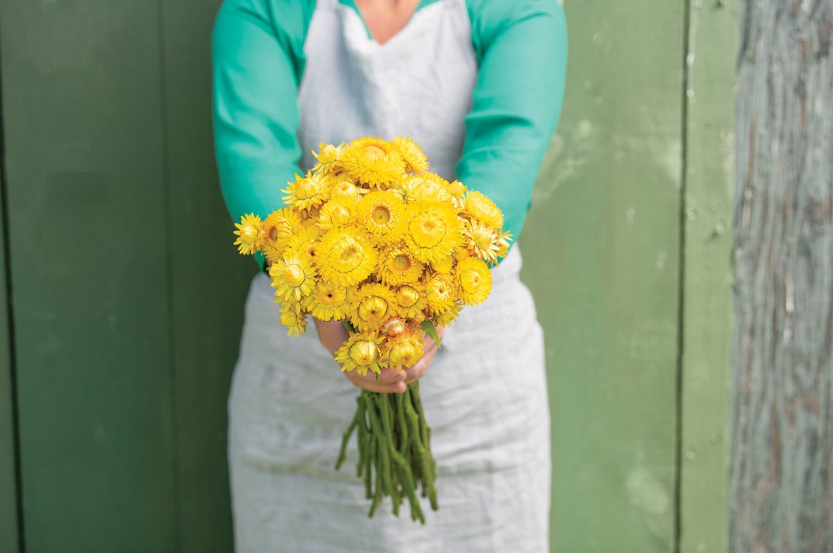 King Size Gold - Strawflower Seed